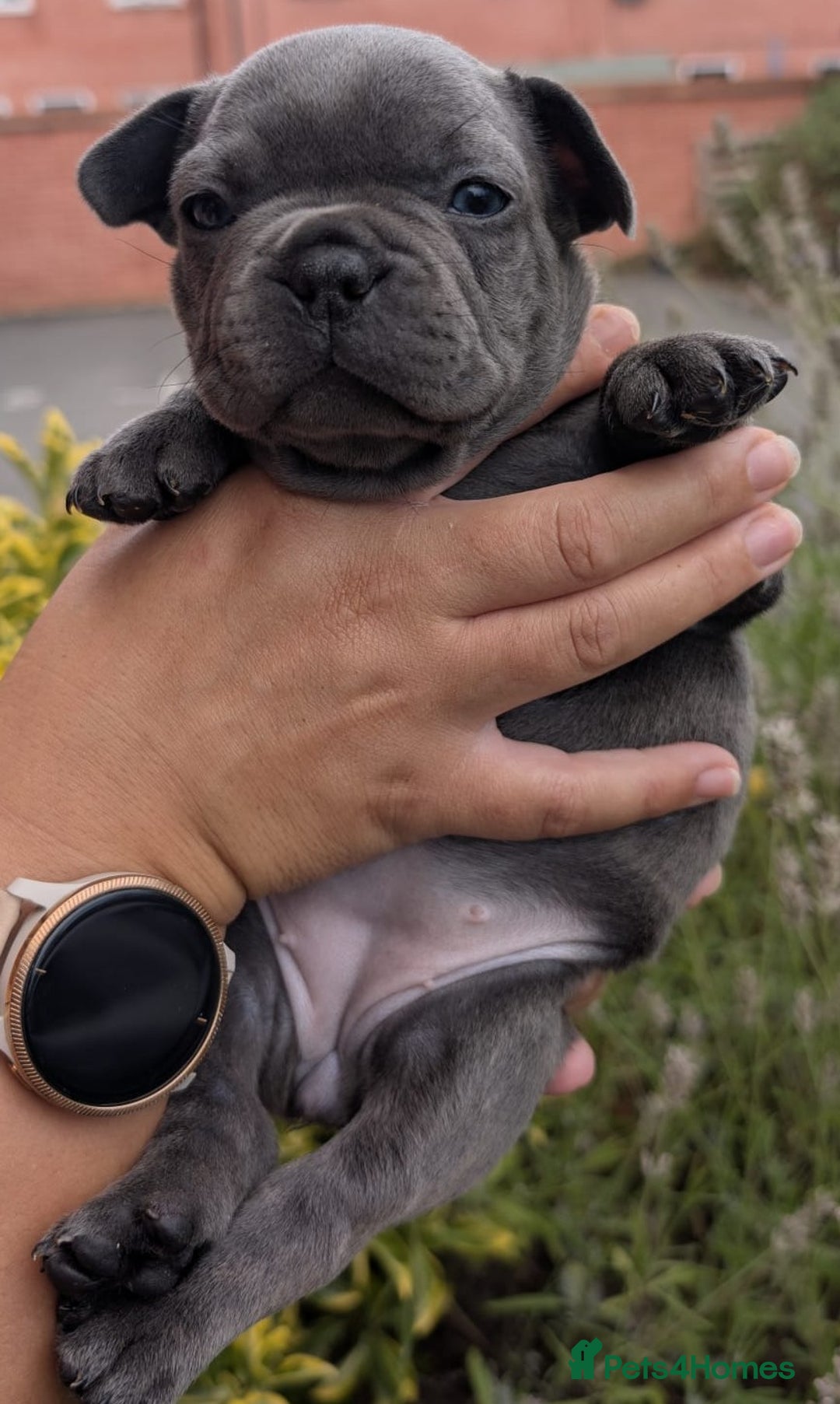 French Bulldog dogs for sale: Stunning French bulldog puppies 🐕 - Image 25
