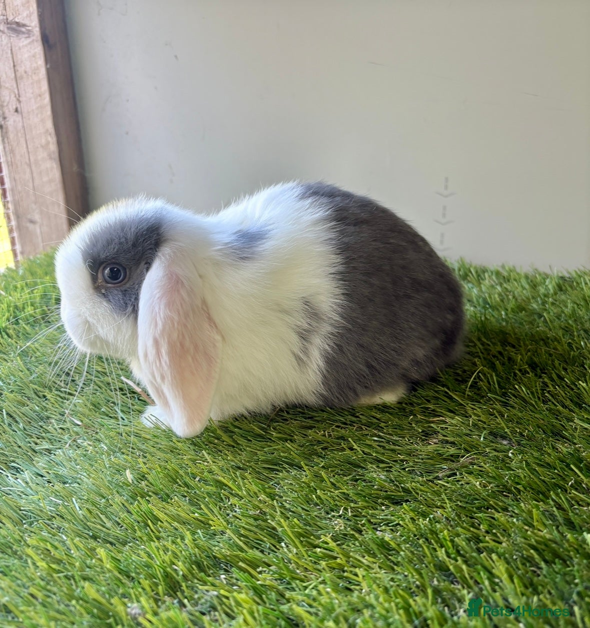 Mini Lop rabbits Stunning mini lop babies - Advert 1