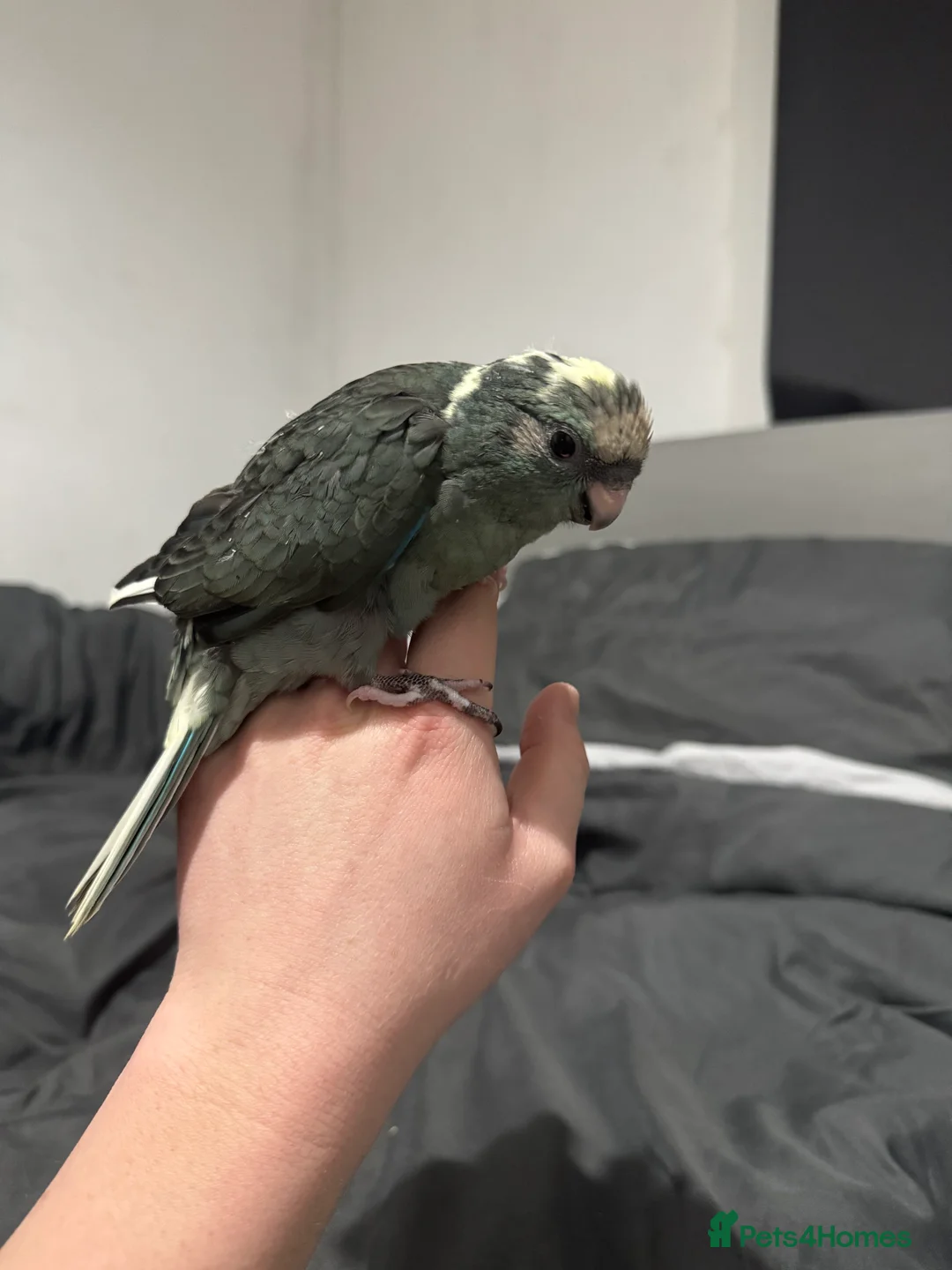 Parakeets birds for sale: Baby Hand reared Kakariki  - Advert 2