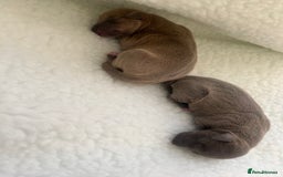 Italian Greyhound dogs for sale: Italian greyhound puppies  - Image 8