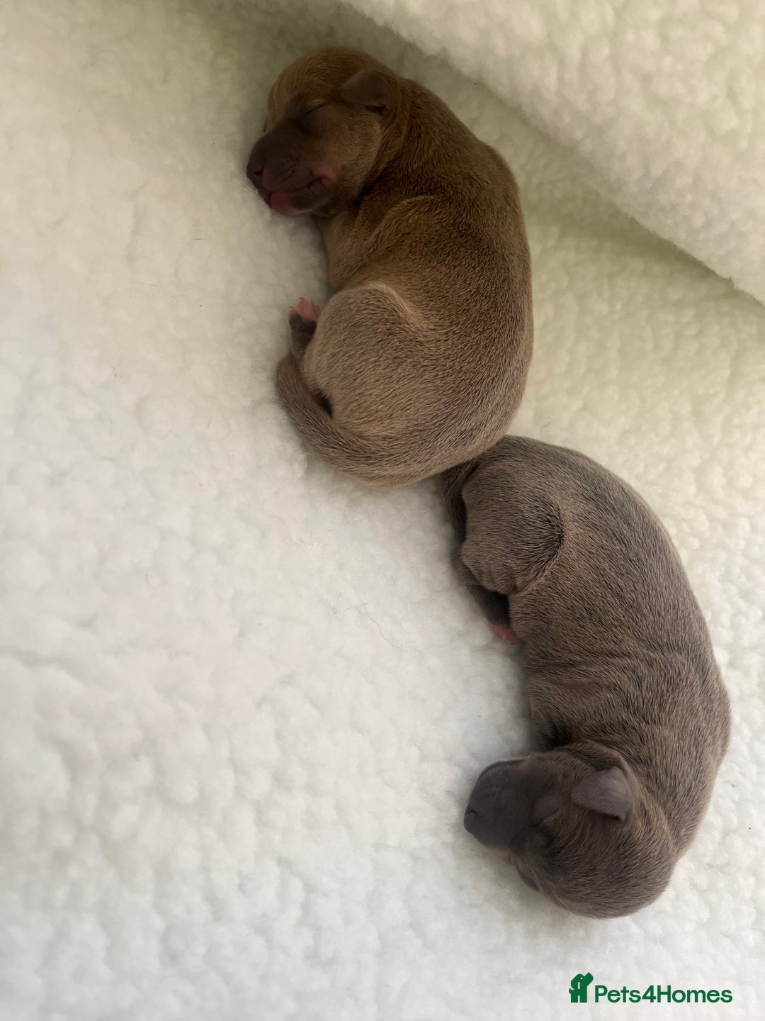 Italian Greyhound dogs for sale: Italian greyhound puppies  - Image 8