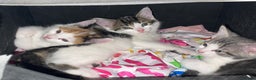 Domestic Shorthair cats for sale: Male kitten - Advert 6