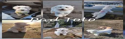 Maltipoo dogs for sale: 🐾 Beautiful Maltipoo Puppies – Home-Raised 🐾 - Advert 2
