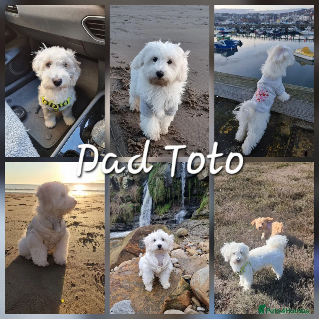 Maltipoo dogs for sale: 🐾 Beautiful Maltipoo Puppies – Home-Raised 🐾 - Advert 2