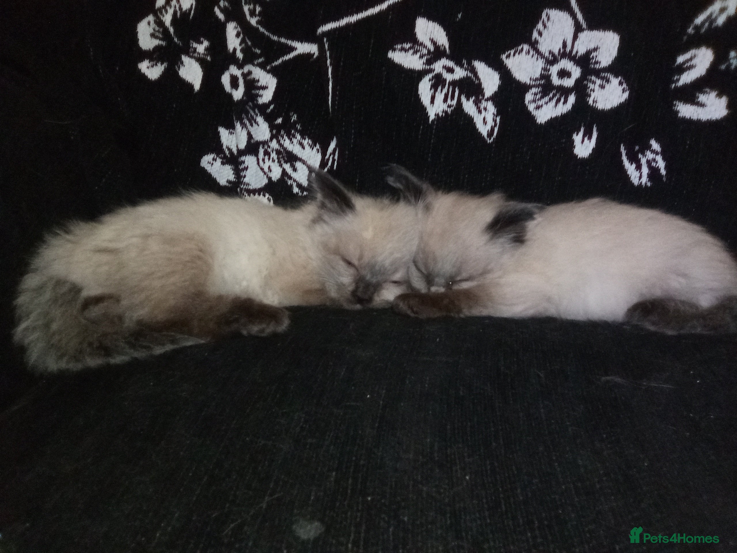 Ragdoll cats 😸😸Pure Ragdoll kittens😸😸 - Advert 18