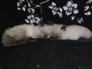 Ragdoll cats 😸😸Pure Ragdoll kittens😸😸 - Advert 18