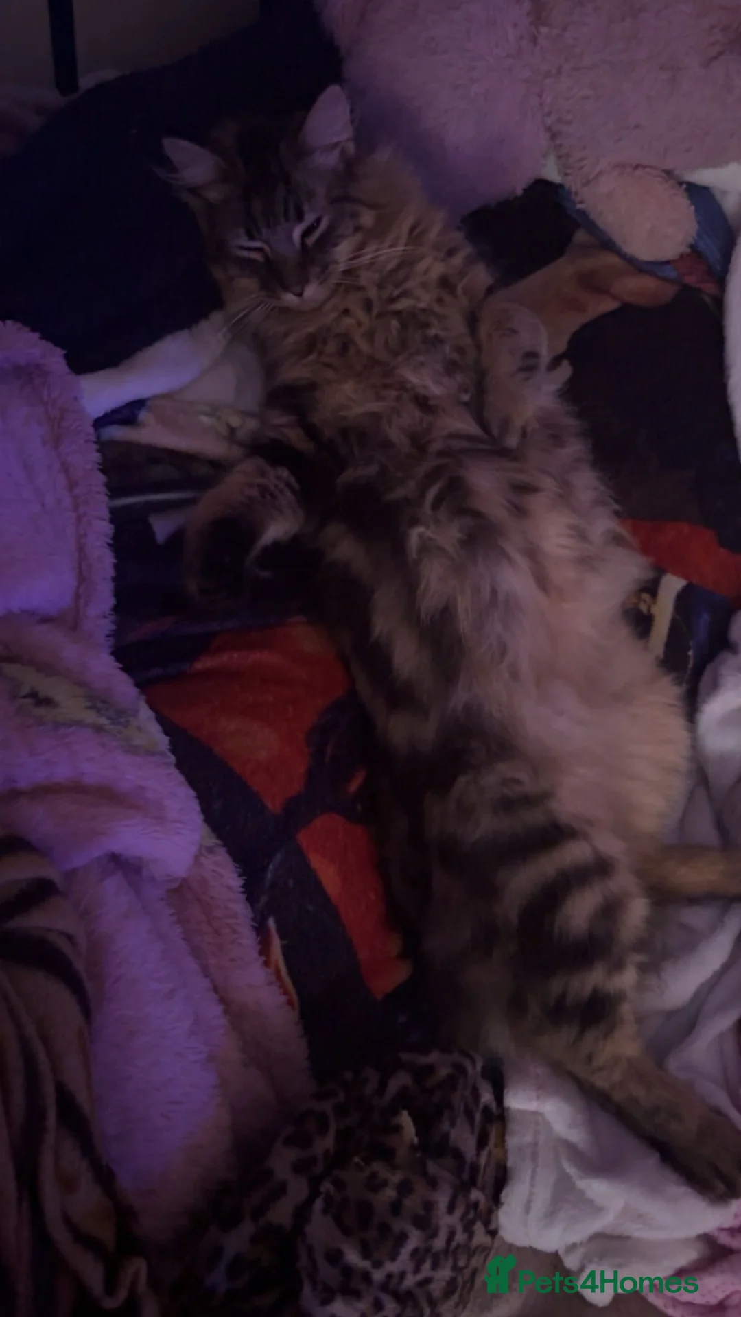 Mixed Breed cats for sale: Male cat  in Rowlands Gill - Advert 2