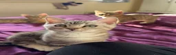 Mixed Breed cats for sale: STUNNING SCOTTISH BENGAL HYBRID KITTENS - Advert 10
