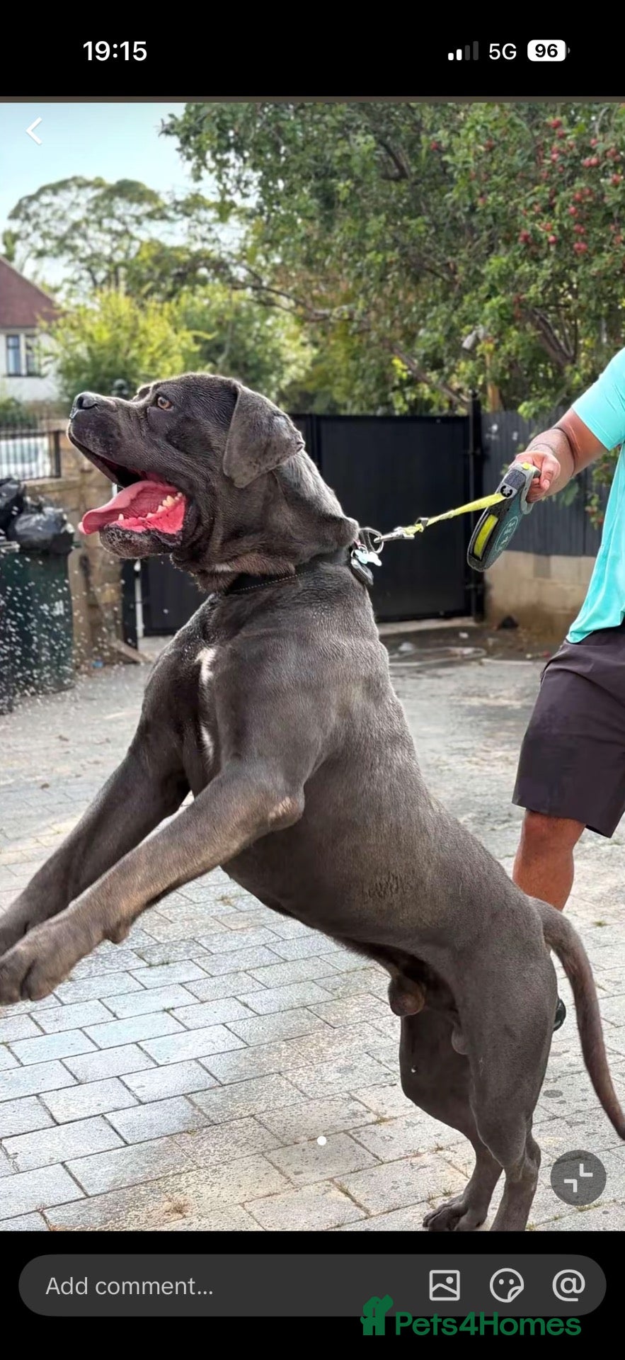 Cane Corso dogs Cane Corso Puppies – 2 Males & 4 Females - Advert 2