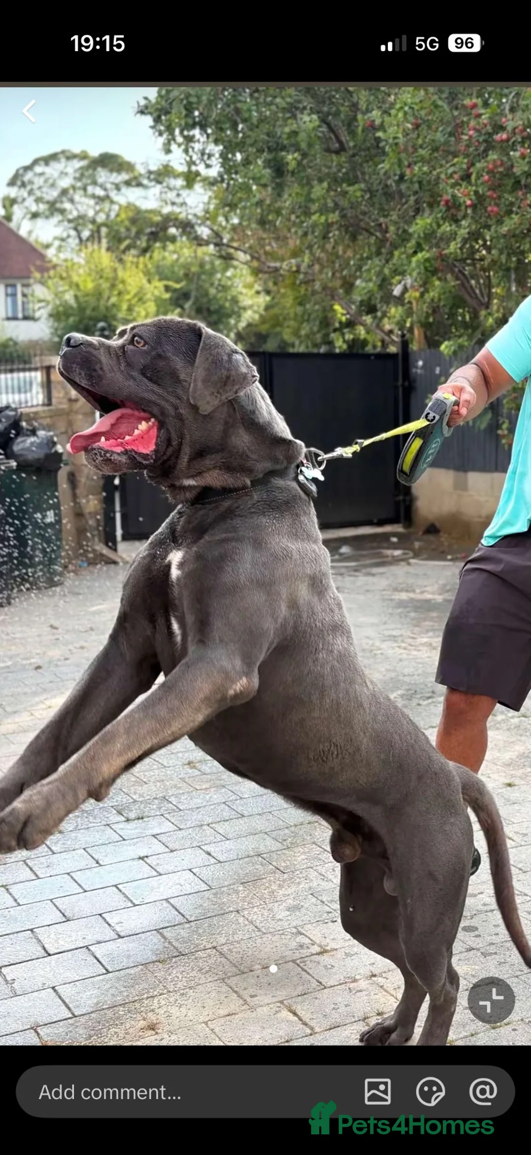 Cane Corso dogs for sale: Cane Corso Puppies – 2 Males & 4 Females in Bradford - Advert 2