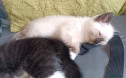 Ragdoll cats for sale: Ragdoll kittens  - Image 15
