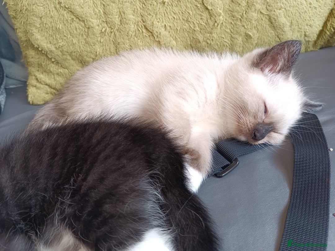 Ragdoll cats for sale: Ragdoll kittens  - Image 15