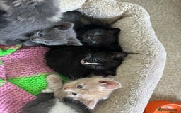Mixed Breed cats for sale: Beautiful litter off kittens  - Image 12