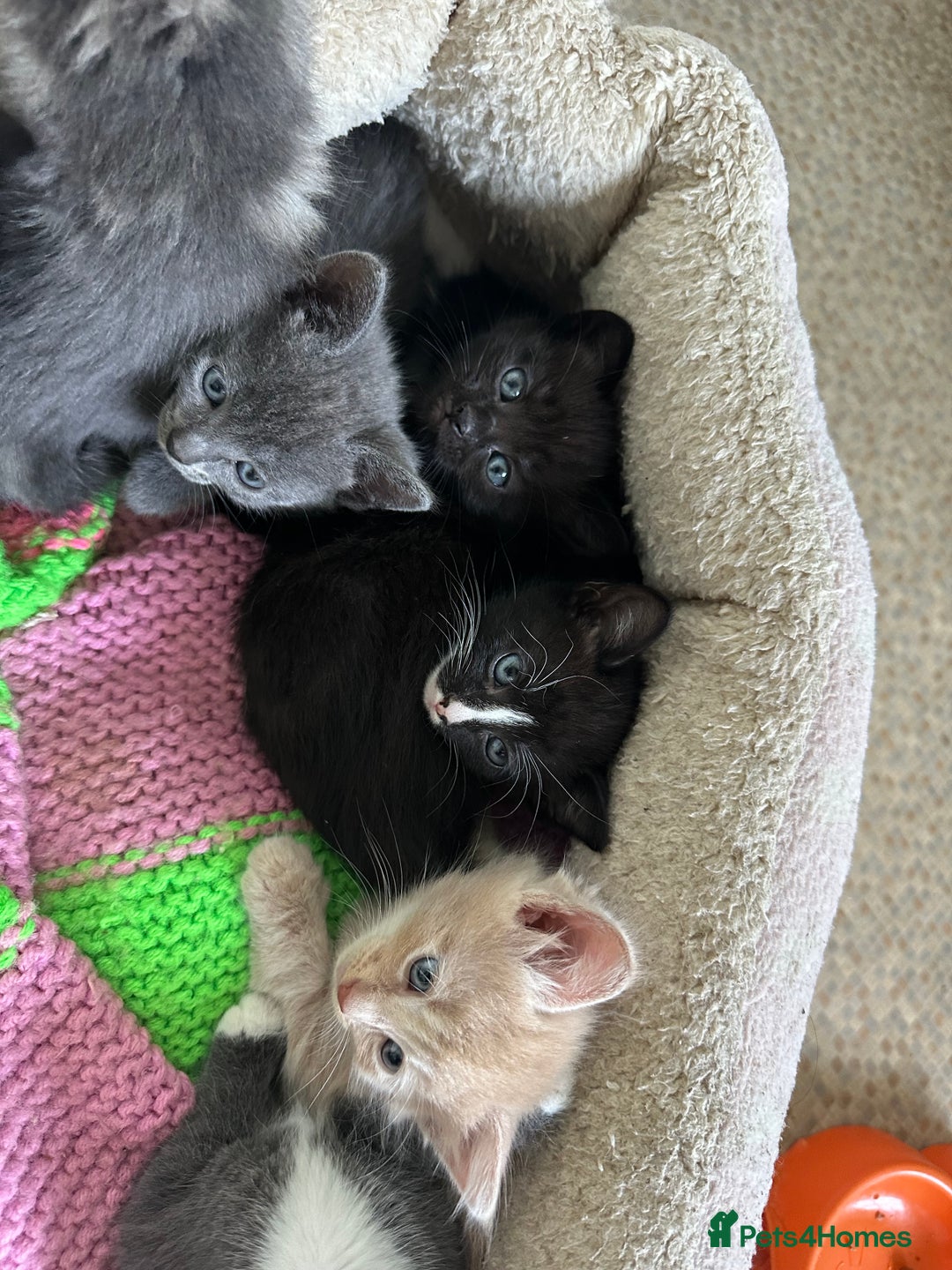 Mixed Breed cats for sale: Beautiful litter off kittens  - Image 12