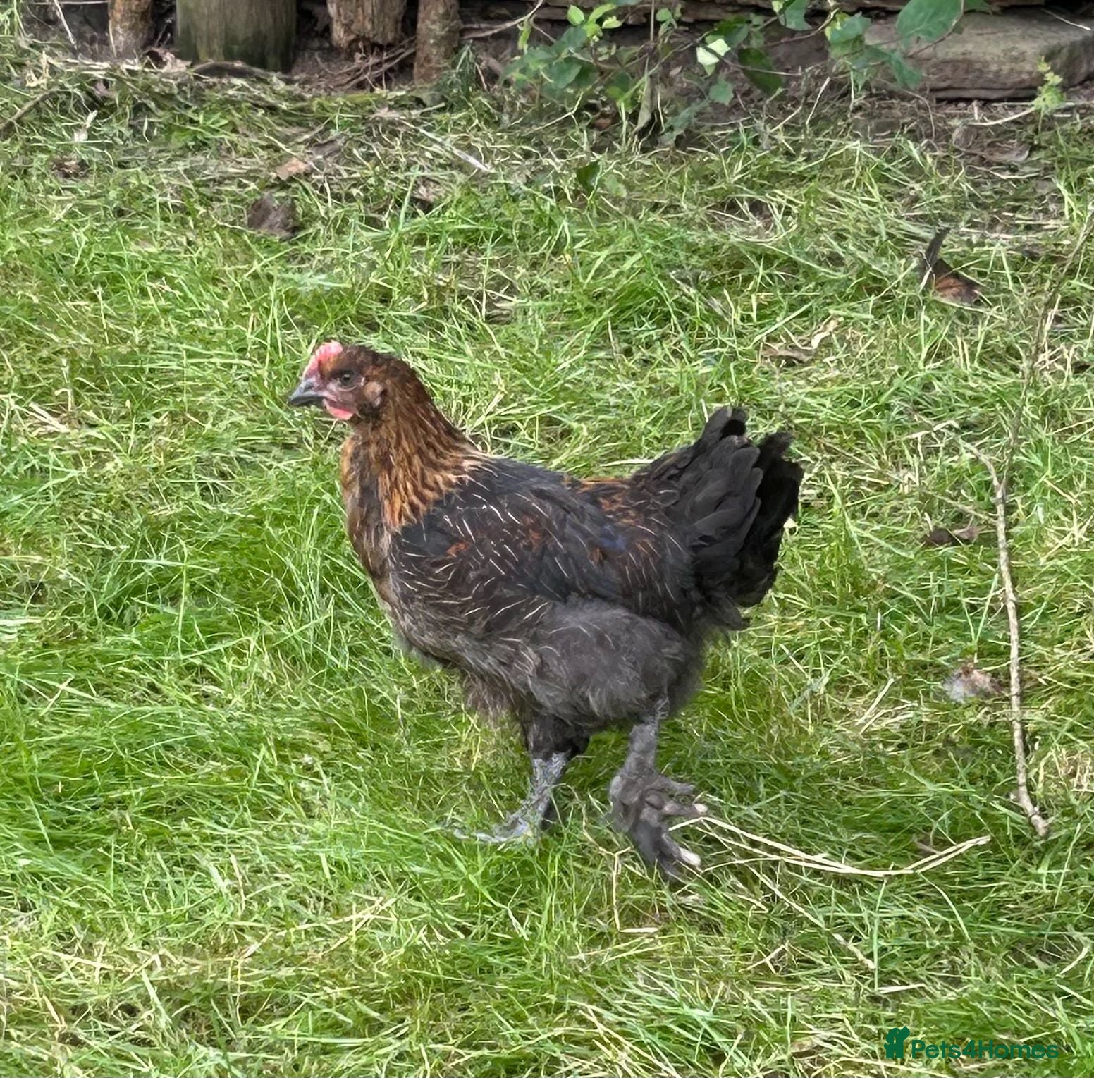 Chickens poultry CBM HYBRED COCKERALS  - Advert 10