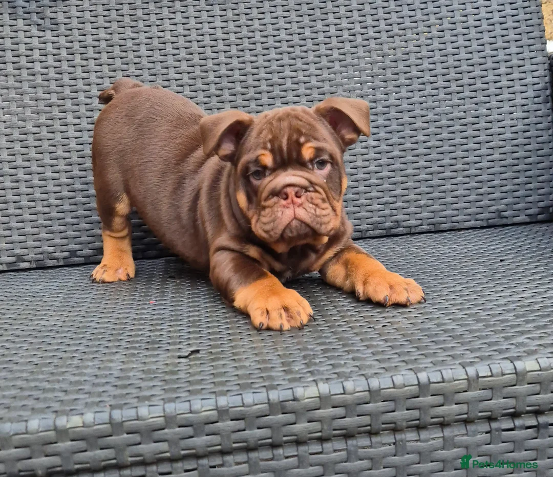 English Bulldog dogs for sale: Beautiful Chunky English Bulldog Pups - Advert 11