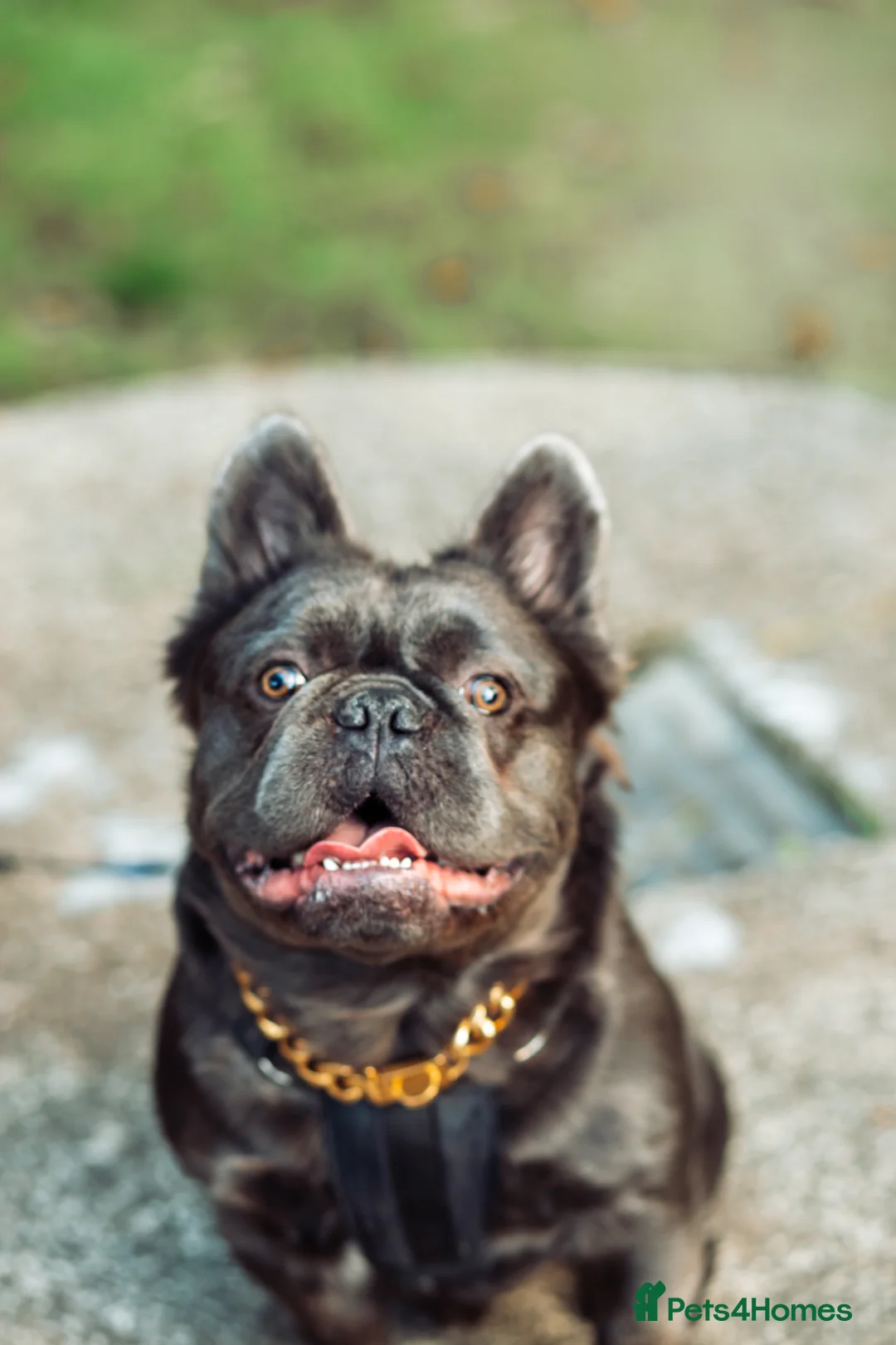 French Bulldog dogs for stud: 🔥🔥 PROVEN L1 & L4 BLUE VISUAL FLUFFY STUD 🔥🔥 in Feltham - Advert 2