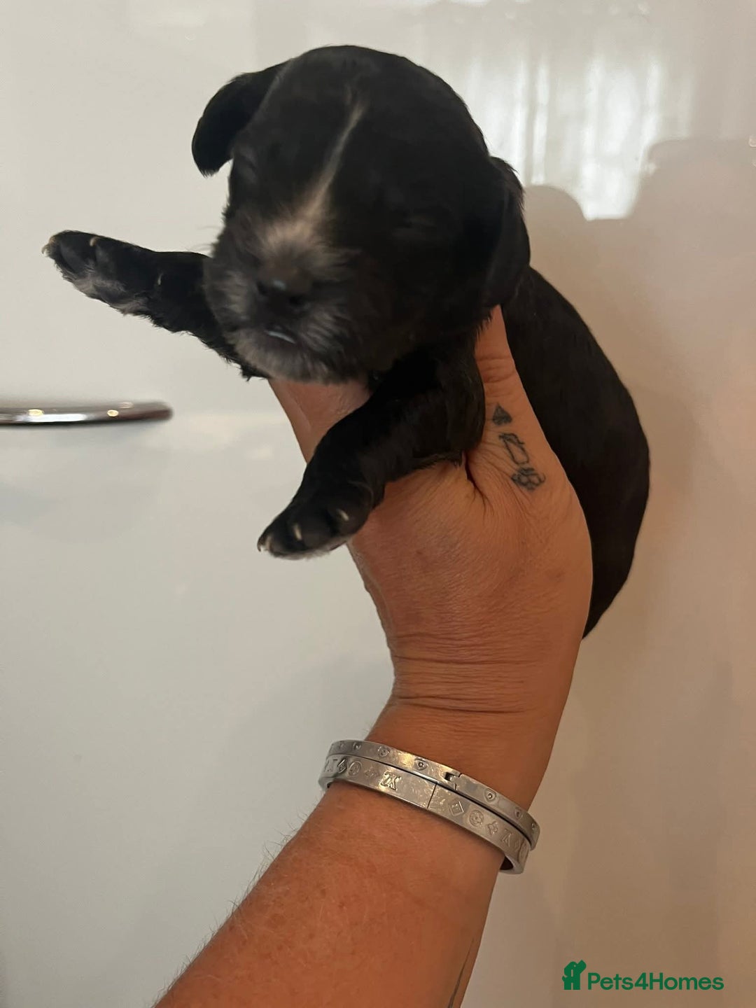 Cockapoo dogs for sale: Beautiful cockapoo babies - Image 3