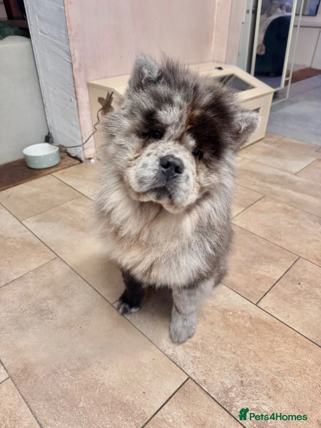 Chow Chow dogs for sale: Poe the 18 month old Lilac Merle boy Chow Chow - Advert 2