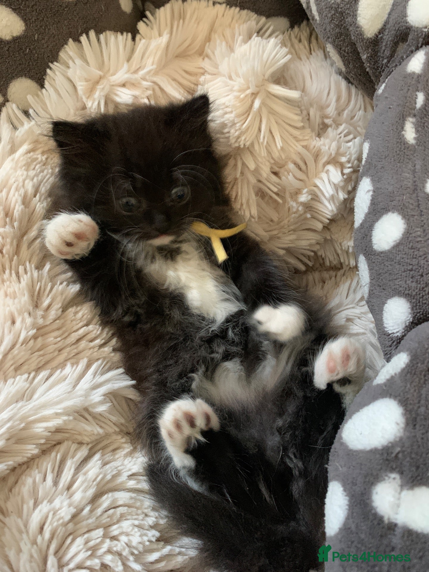 Mixed Breed cats kittens x3 British shorthair x READY NOW - Advert 2
