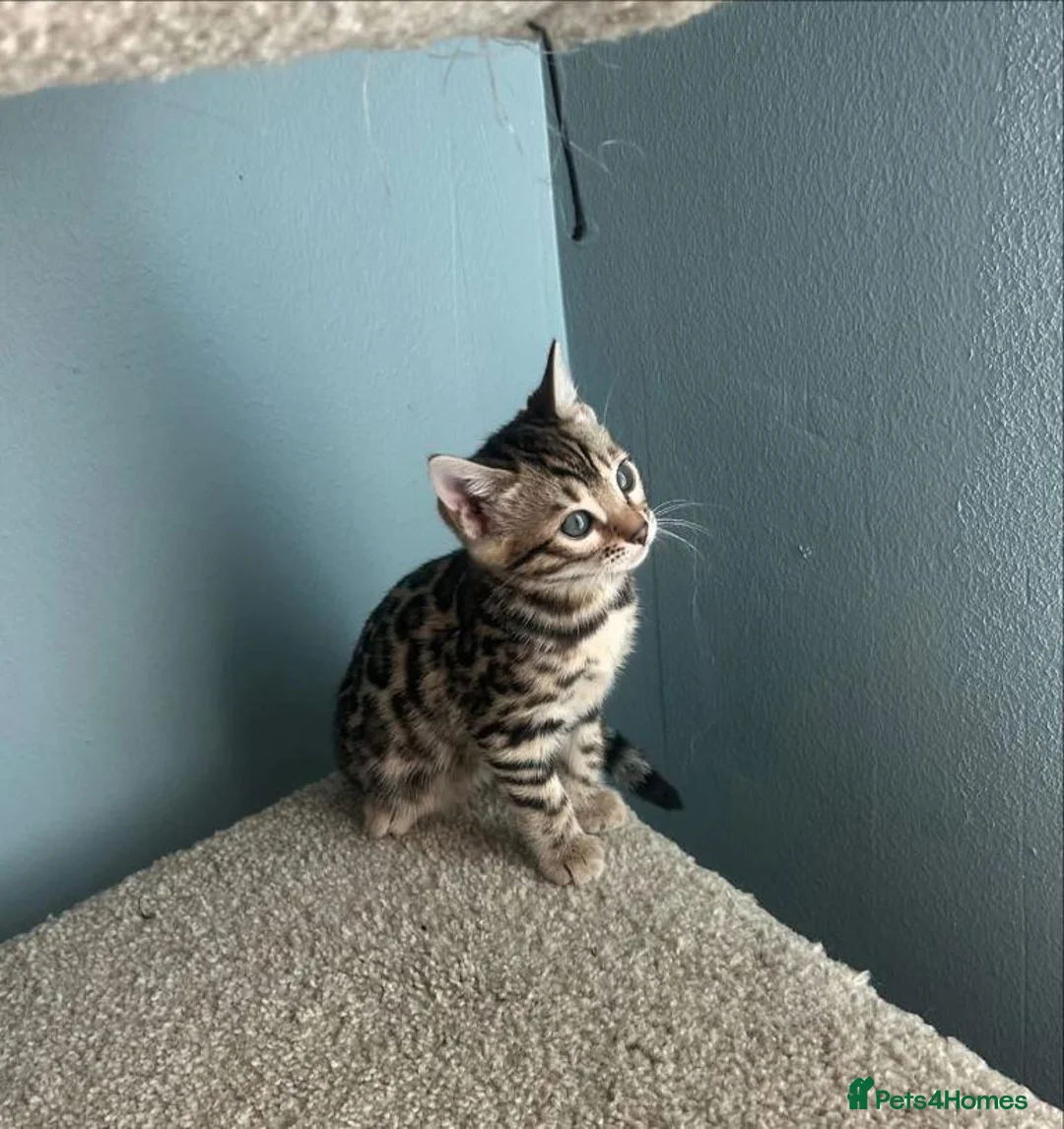 Bengal cats for sale: Beautiful Bengal Kittens  for sale  in Scarborough - Advert 4
