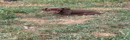 Miniature Dachshund dogs for sale: Minature smooth haired pups from pedigree parents - Advert 10