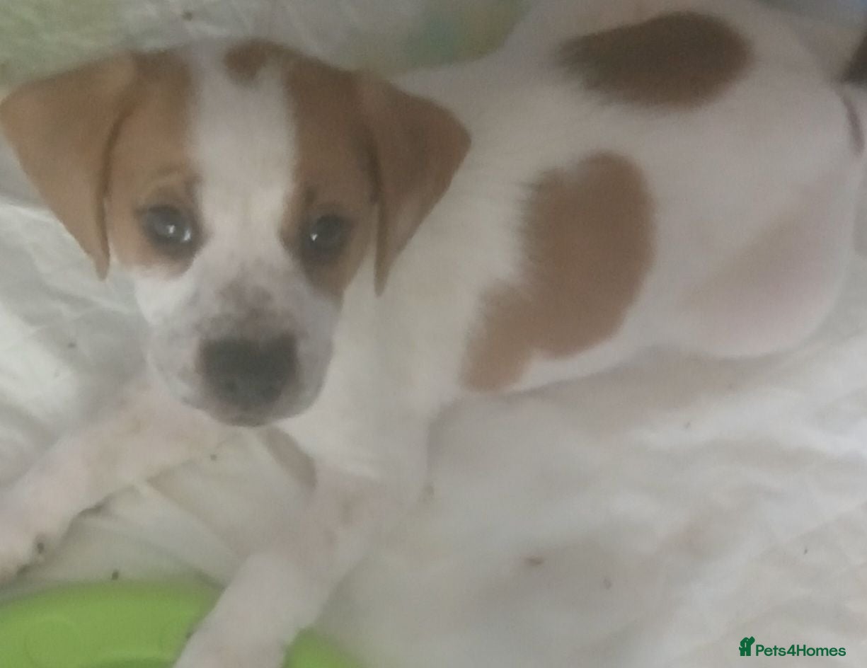 Mixed Breed dogs Cockerpoo x puppies - Advert 3