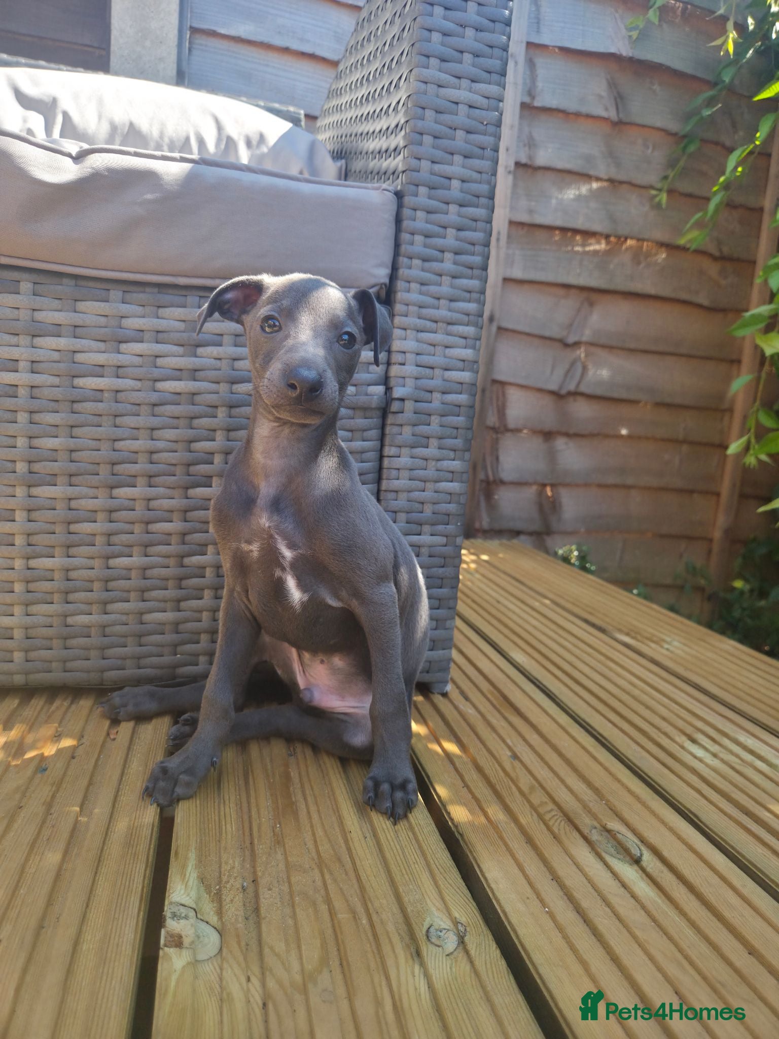 Italian Greyhound dogs Blue Italian greyhound - Advert 7