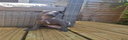 Italian Greyhound dogs for sale: Blue Italian greyhound - Advert 1