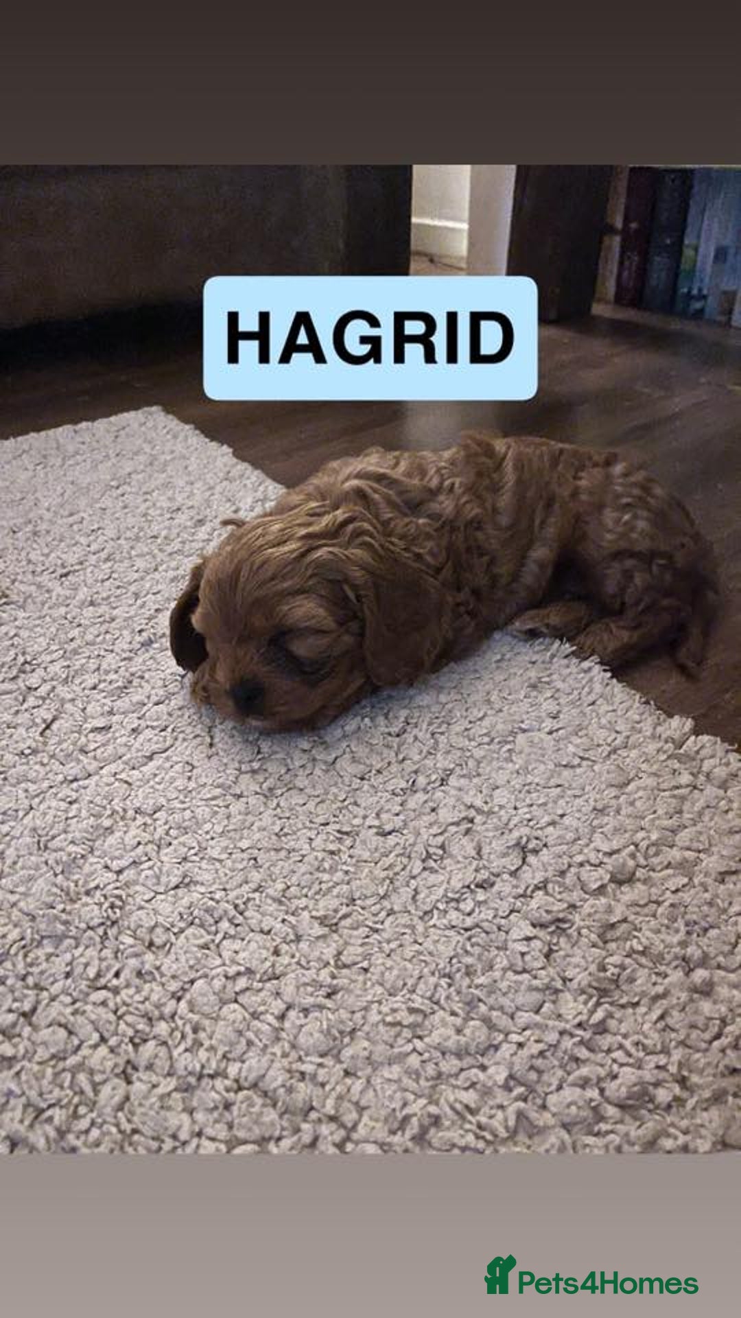 Cavapoo dogs for sale: Stunning Cavapoo Puppies - Advert 7