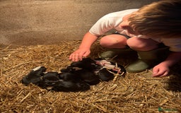 Mixed Breed dogs for sale: Sheepdog puppies for sale - Image 5