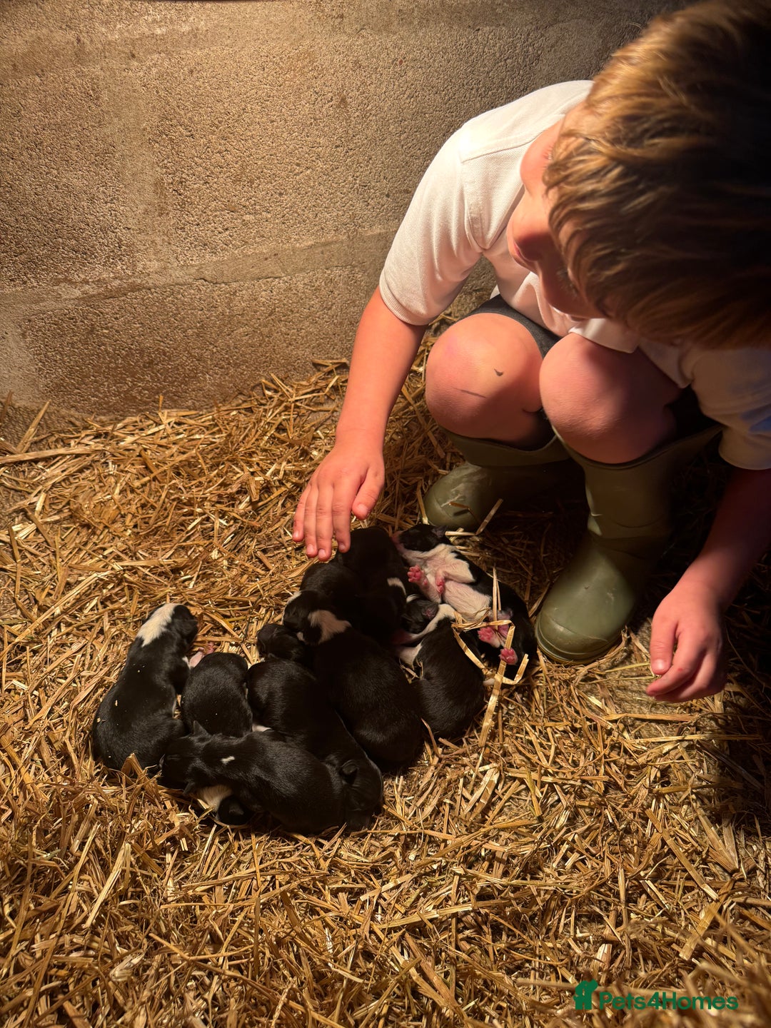 Mixed Breed dogs for sale: Sheepdog puppies for sale - Image 5