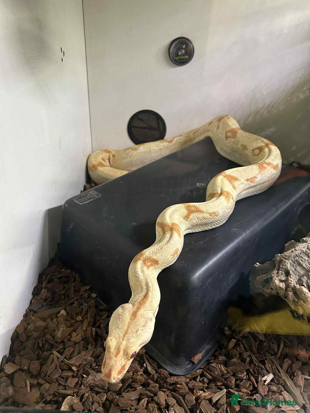 Boa Snake reptiles for sale: 2025 Boa Constrictor Babies in Letchworth Garden City - Image 26