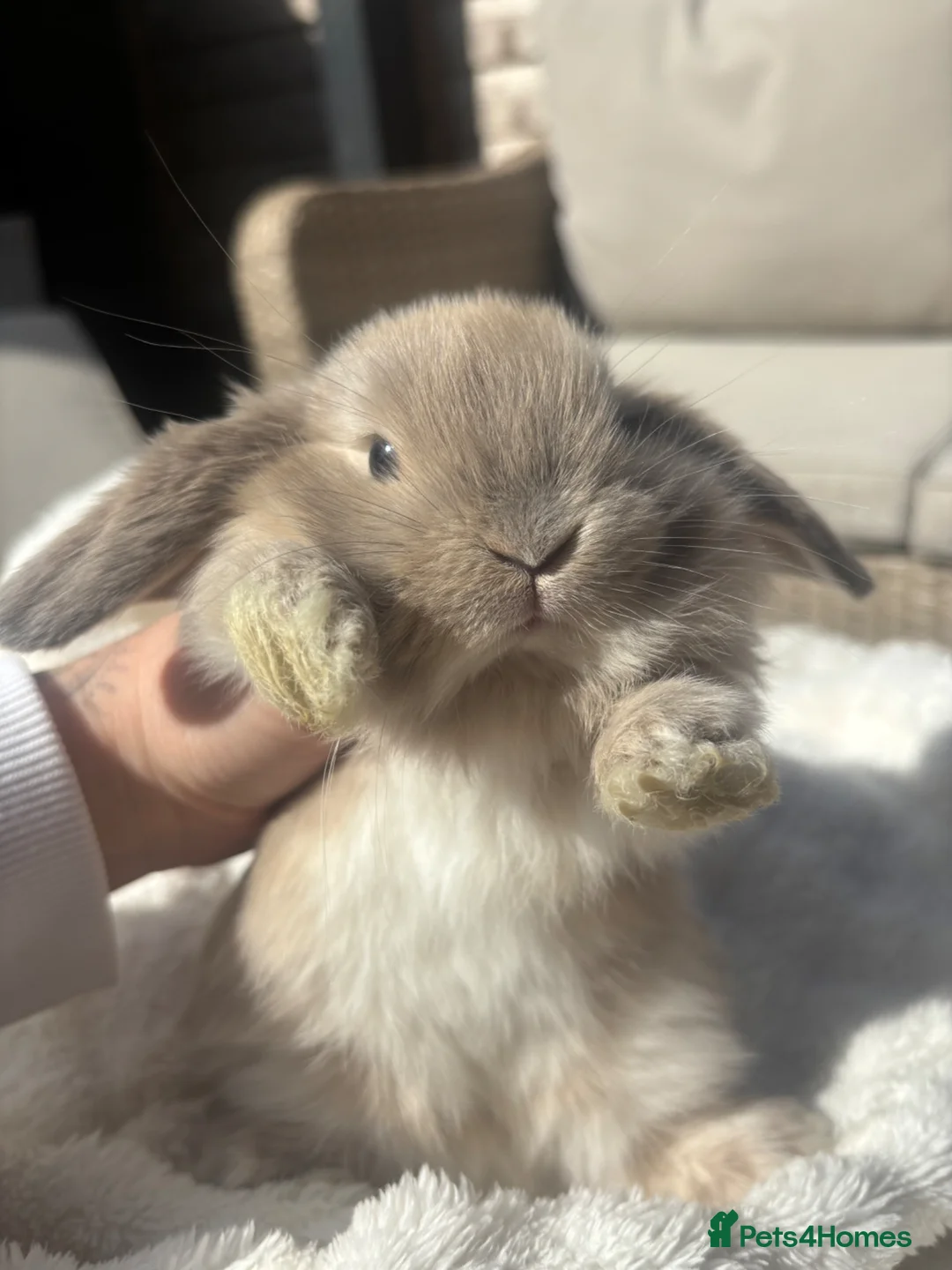 Mini Lop rabbits for sale: 3 Gorgeous mini lops in Kettering - Advert 2