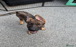 German Shepherd dogs for sale: **TOP QUALITY CZECH GERMAN SHEPHERD PUPS KC REG** - Image 6