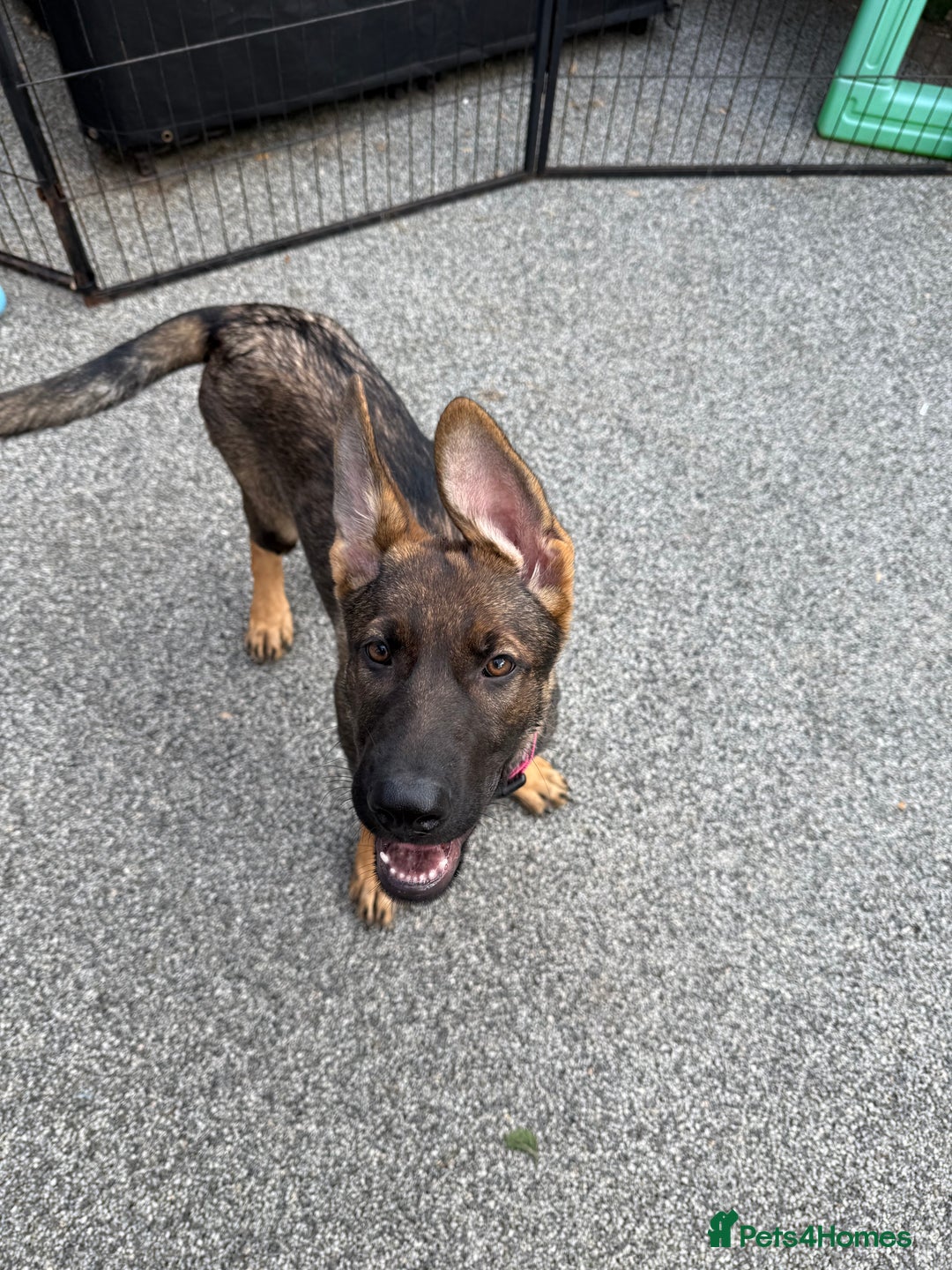 German Shepherd dogs for sale: **TOP QUALITY CZECH GERMAN SHEPHERD PUPS KC REG** - Image 6