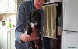 Mixed Breed dogs for sale: Border Terrier cross Cockapoo  - Advert 9