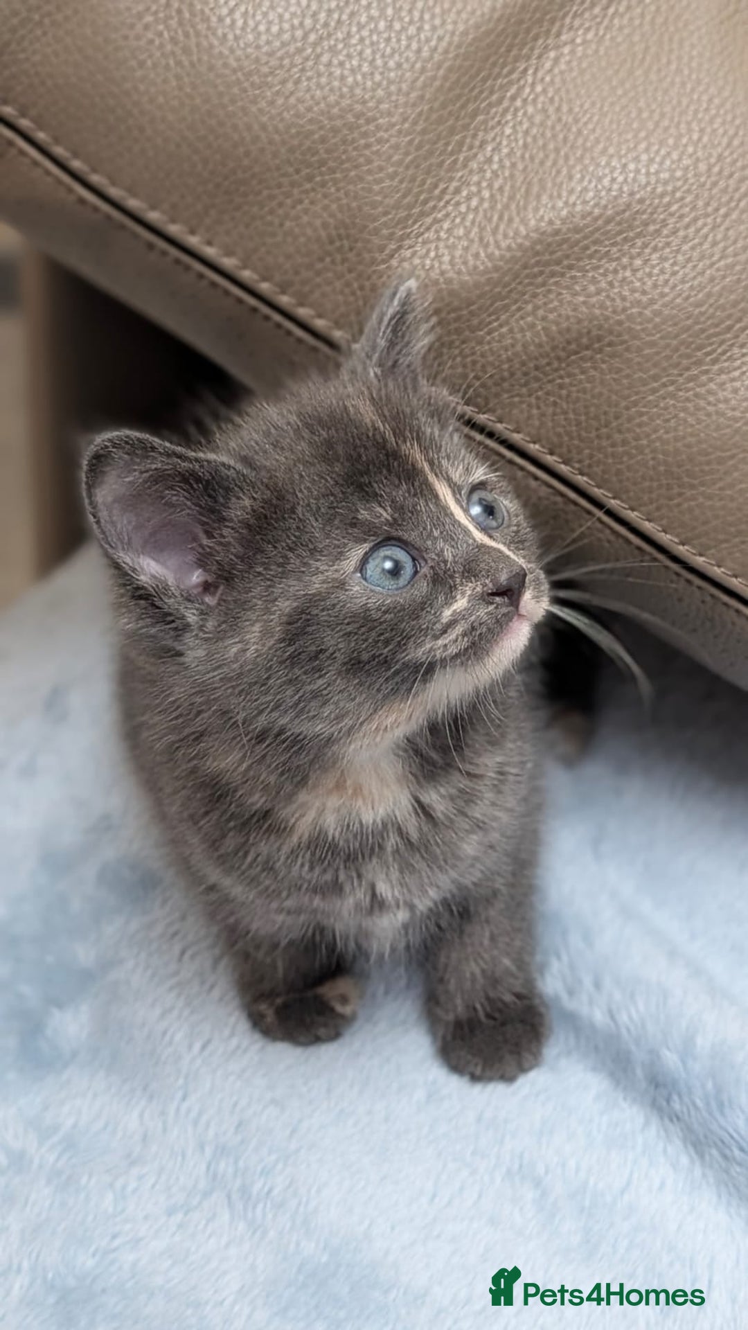 European cats for sale: 4 beautiful kittens for sale - Advert 11