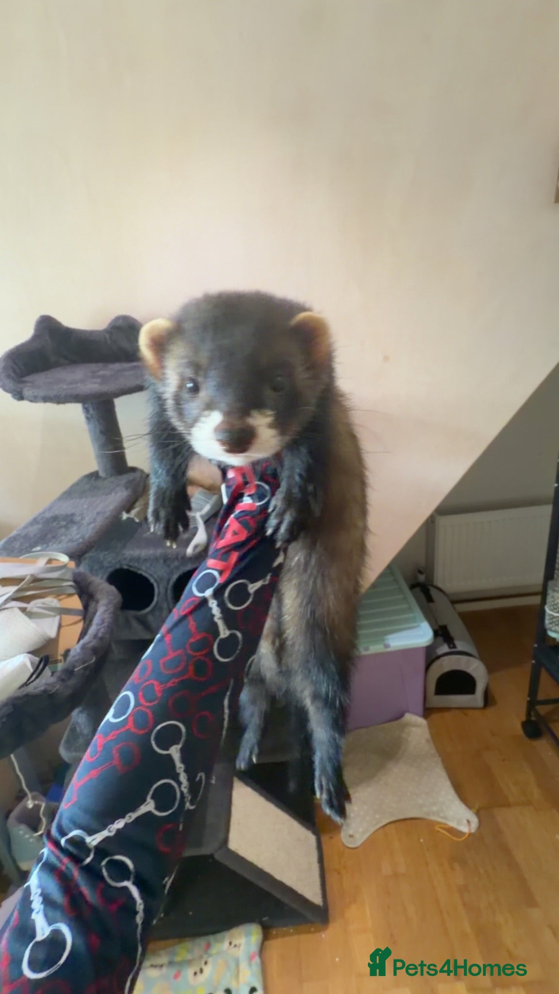 Ferret rodents Male Ferret - Advert 1