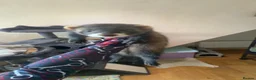 Ferret rodents for sale: Male Ferret - Advert 1