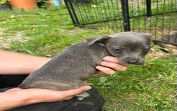 Jack Russell dogs for sale: Blue & Black Brindle Jack Russells - Image 22