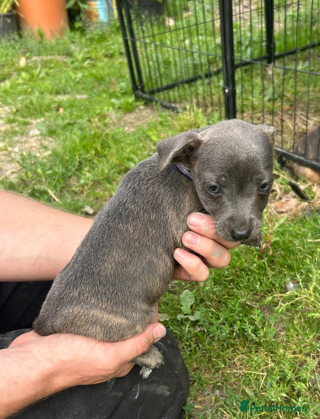 Jack Russell dogs for sale: Blue & Black Brindle Jack Russells - Image 22