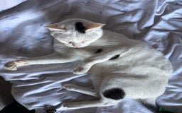 Arabian Mau cats for sale: Zayn & Rafa - Rescue Arabian Maus - Image 14