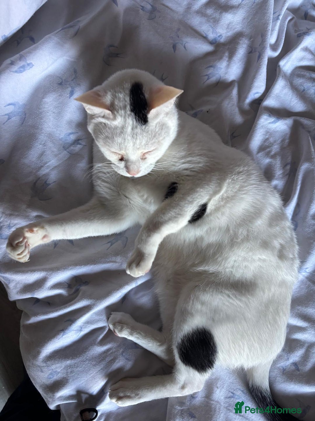 Arabian Mau cats for sale: Zayn & Rafa - Rescue Arabian Maus - Image 14