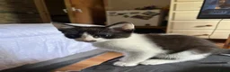 British Shorthair cats for sale: Black and White Male  - Advert 4