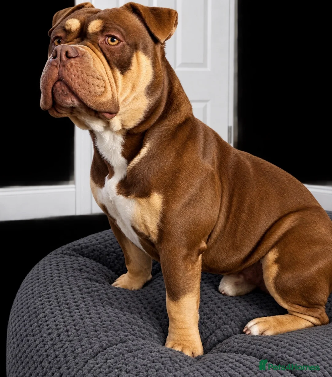 American Bully dogs for sale: Phil the Pocket Bully - Advert 2