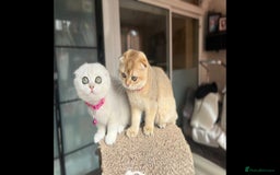Scottish Fold cats for sale: Beautiful TICA Registered Scottish Girl Kittens - Image 5