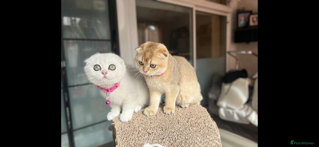 Scottish Fold cats for sale: Beautiful TICA Registered Scottish Girl Kittens - Image 5