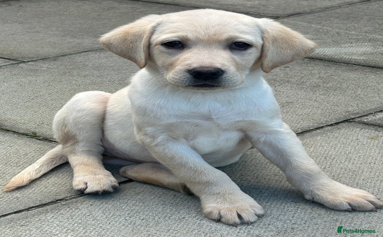 Labrador Retriever dogs - Advert 3