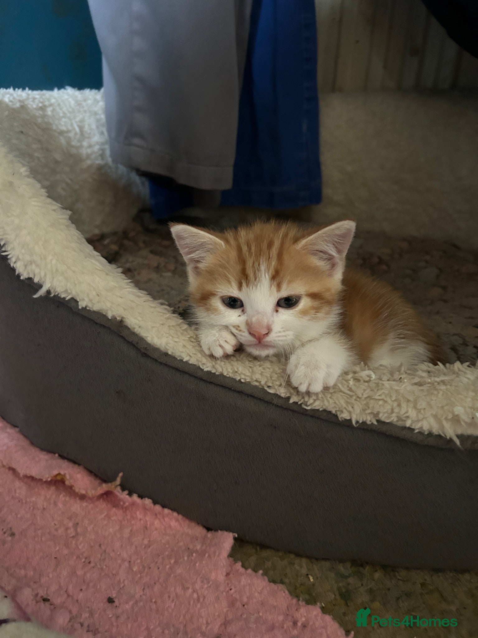 Mixed Breed cats Adorable farm kittens  - Advert 6